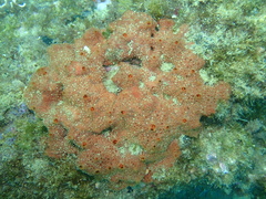 Phorbas fictitius