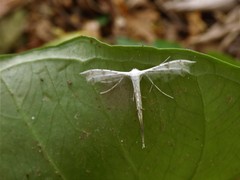 Pterophorus lacteipennis