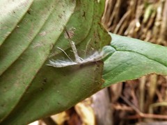 Pterophorus lacteipennis