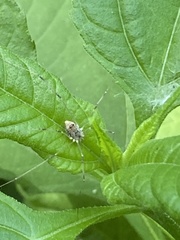 Leiobunum calcar