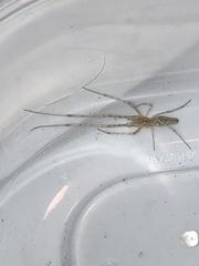 Tetragnatha versicolor