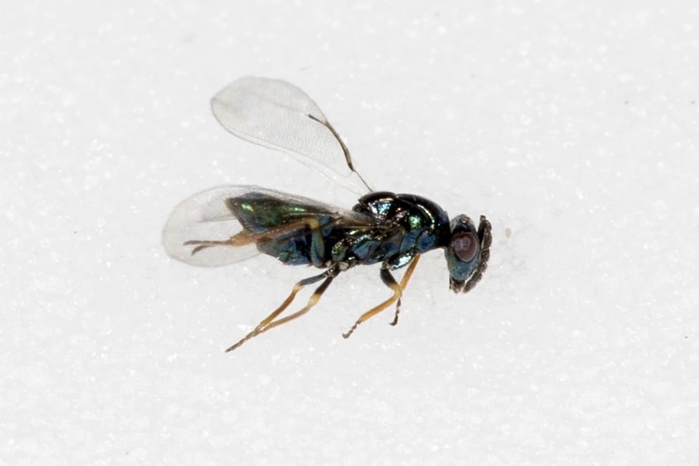 Tetrastichus coeruleus