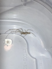 Tetragnatha versicolor
