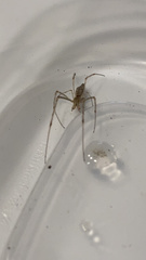 Tetragnatha versicolor