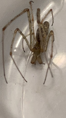 Tetragnatha versicolor
