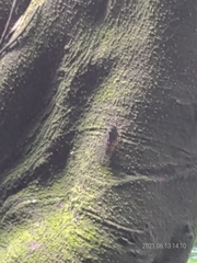 Tanna sozanensis