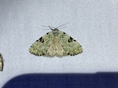 Leuconycta