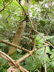 Aristolochia acuminata