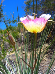 Calochortus plummerae