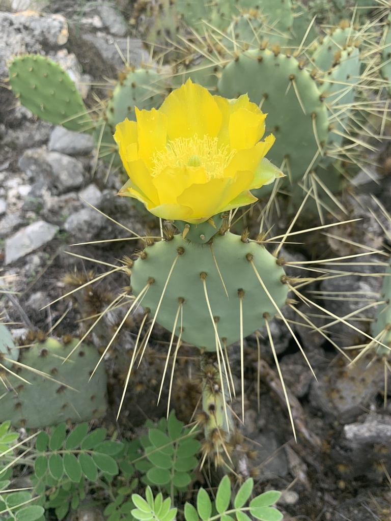Texas blue pricklypear