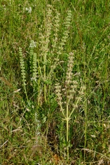 Salvia austriaca