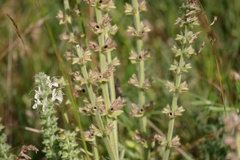 Salvia austriaca