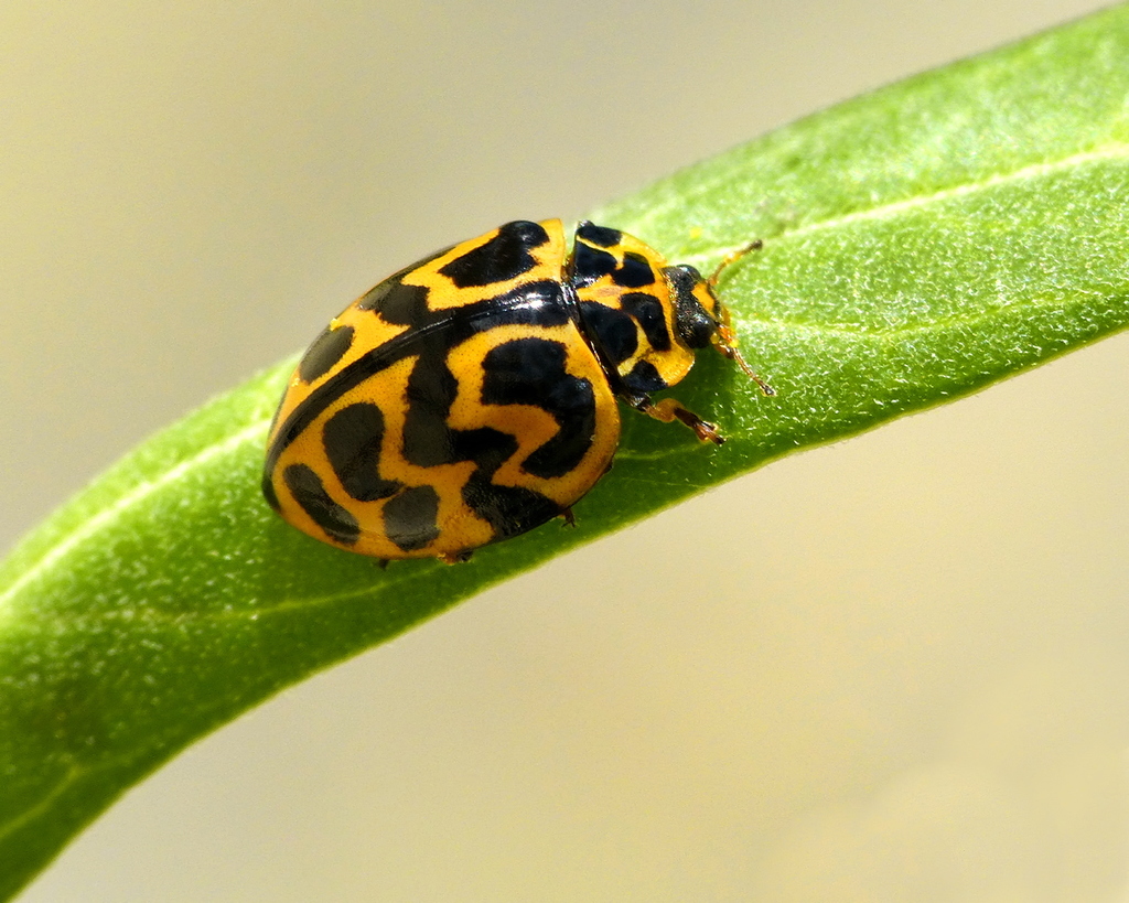 Cleobora