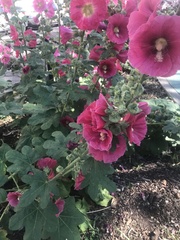 Alcea