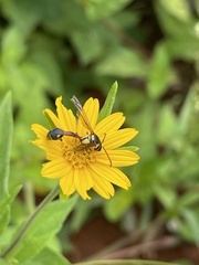 Afreumenes aethiopicus
