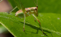 Phaneroptera nana