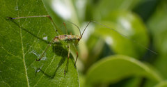 Phaneroptera nana