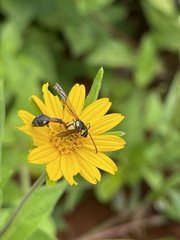 Afreumenes aethiopicus