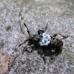Pogonocherus hispidulus