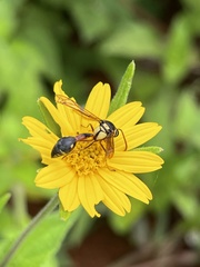 Afreumenes aethiopicus