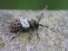 Pogonocherus hispidulus