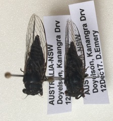 Atrapsalta encaustica