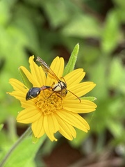 Afreumenes aethiopicus