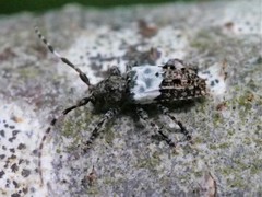 Pogonocherus hispidulus