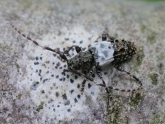 Pogonocherus hispidulus