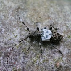 Pogonocherus hispidulus