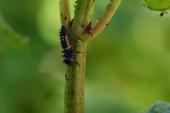 Harmonia axyridis