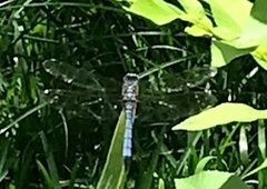 Pachydiplax longipennis