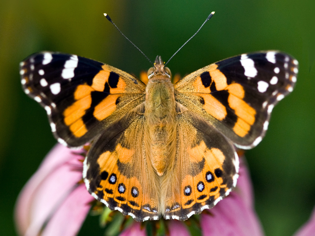 Painted Lady (Butterflies of Zealand) · iNaturalist