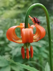 Lilium carniolicum