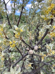 Elaeagnus commutata