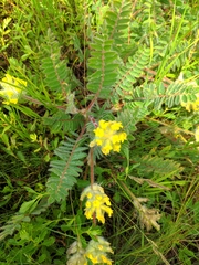 Astragalus dasyanthus