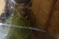 Eratigena