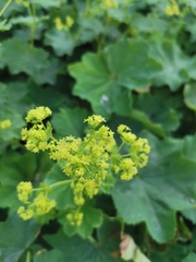 Alchemilla