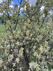 Elaeagnus commutata