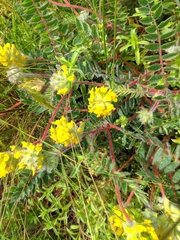 Astragalus dasyanthus