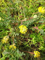 Astragalus dasyanthus