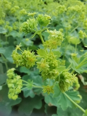 Alchemilla