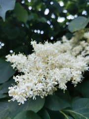 Syringa reticulata