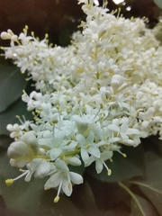 Syringa reticulata