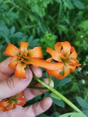 Lilium carniolicum