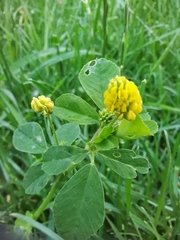 Medicago lupulina