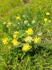 Astragalus dasyanthus
