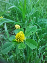 Medicago lupulina