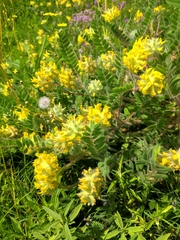 Astragalus dasyanthus