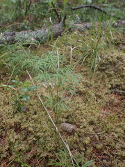 Ostericum tenuifolium